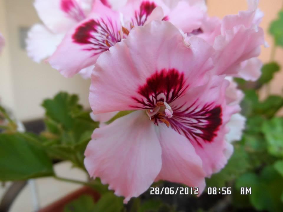 Gardenia Apartments Primorsko Esterno foto